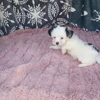 Kevin , a male Morkie for sale in Tollesboro, KY – 5 of 5