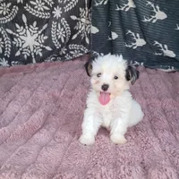 Kevin , a male Morkie for sale in Tollesboro, KY – 3 of 5