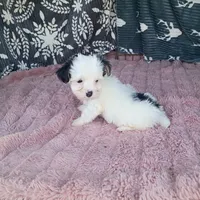 Kevin , a male Morkie for sale in Tollesboro, KY – 4 of 5