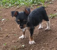 Spud, a male Yorkshire Terrier for sale in Tollesboro, KY – 4 of 5