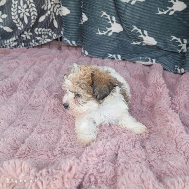 Johnny  – Morkie puppy for sale in Tollesboro, KY