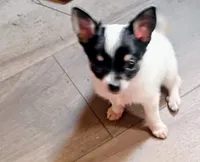 Walter , a male Chihuahua for sale in Tollesboro, KY – 2 of 5