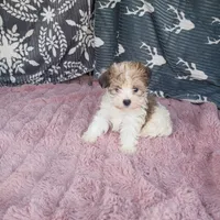 Johnny , a male Morkie for sale in Tollesboro, KY – 4 of 4