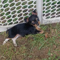 Spud, a male Yorkshire Terrier for sale in Tollesboro, KY – 5 of 5