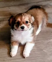 Shantel, a female Chihuahua for sale in Tollesboro, KY – 3 of 4