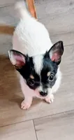 Walter , a male Chihuahua for sale in Tollesboro, KY – 1 of 5