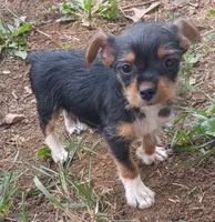 Spud, a male Yorkshire Terrier for sale in Tollesboro, KY – 3 of 5