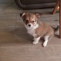 Shantel, a female Chihuahua for sale in Tollesboro, KY – 4 of 4