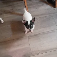 Walter , a male Chihuahua for sale in Tollesboro, KY – 5 of 5
