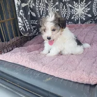 Markus , a male Morkie for sale in Tollesboro, KY – 2 of 2
