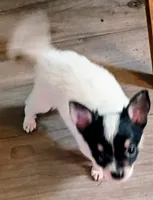 Walter , a male Chihuahua for sale in Tollesboro, KY – 4 of 5