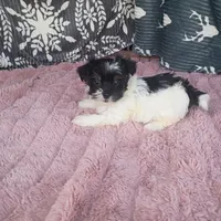 Sky , a female Morkie for sale in Tollesboro, KY – 3 of 4