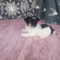 Sky , a female Morkie for sale in Tollesboro, KY – 2 of 4