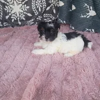 Sky , a female Morkie for sale in Tollesboro, KY – 4 of 4