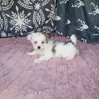 Anne , a female Morkie for sale in Tollesboro, KY – 3 of 4
