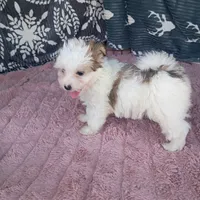 Anne , a female Morkie for sale in Tollesboro, KY – 2 of 4