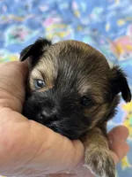 Male Yorkie - Brown , a male Yorkshire Terrier for sale in Fairhope, AL – Photo 3 of 6