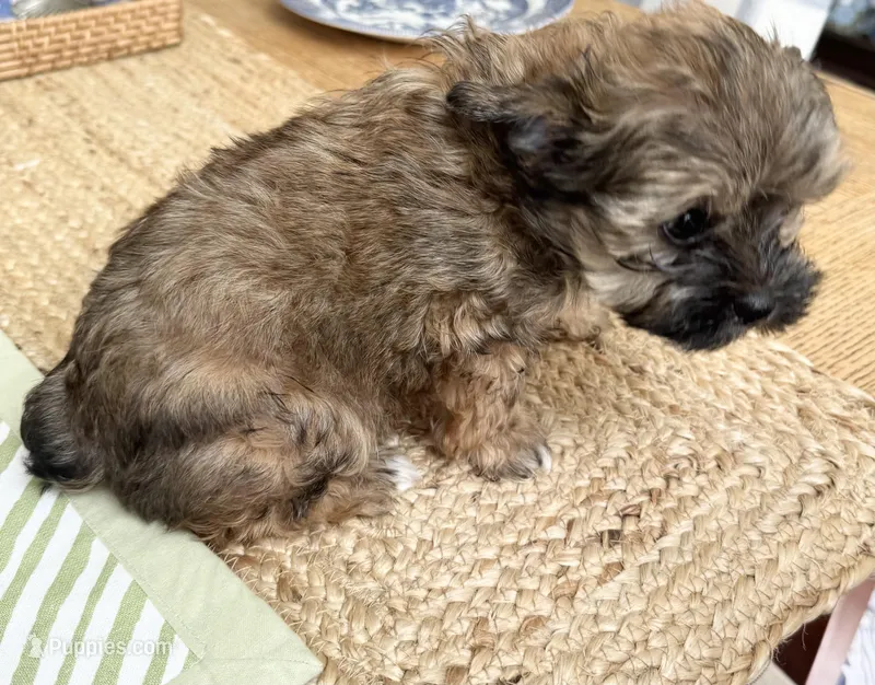 Pending    Male T -Cup  – Yorkshire Terrier puppy for sale in Fairhope, AL