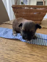 Male Yorkie , a male Yorkshire Terrier for sale in Fairhope, AL – Photo 4 of 4