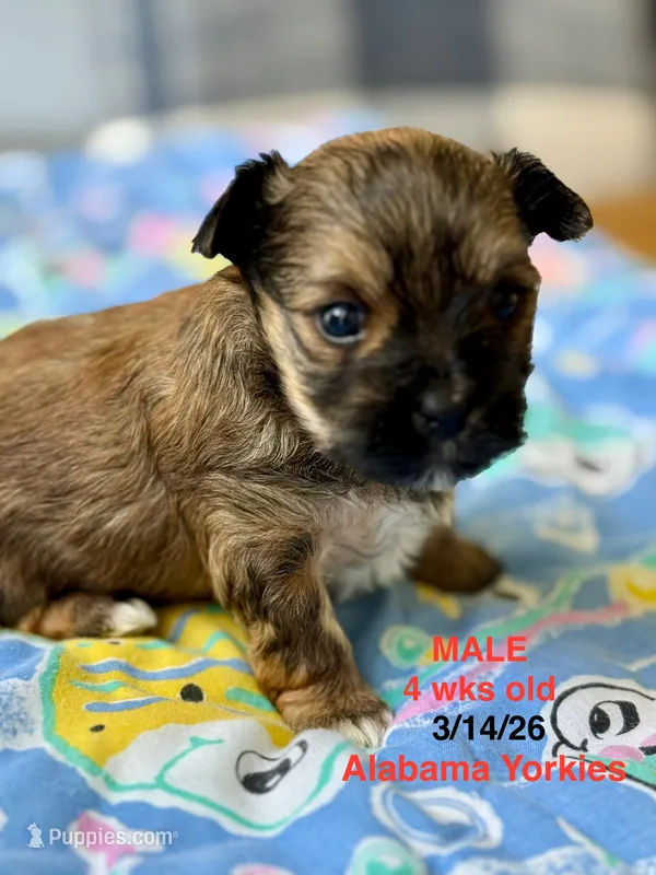 Male Yorkie - Brown  – Yorkshire Terrier puppy for sale in Fairhope, AL