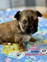 Male Yorkie - Brown , a male Yorkshire Terrier for sale in Fairhope, AL – Photo 1 of 6