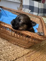 Male Yorkie - Brown , a male Yorkshire Terrier for sale in Fairhope, AL – Photo 6 of 6