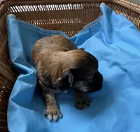 Male Yorkie , a male Yorkshire Terrier for sale in Fairhope, AL – Photo 1 of 4