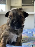 Male Yorkie - Brown , a male Yorkshire Terrier for sale in Fairhope, AL – Photo 4 of 6