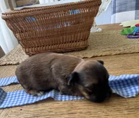 Male Yorkie , a male Yorkshire Terrier for sale in Fairhope, AL – Photo 2 of 4