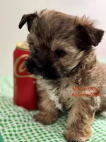 “Teddy”  Male T -Cup, a male Yorkshire Terrier for sale in Fairhope, AL – Photo 2 of 9