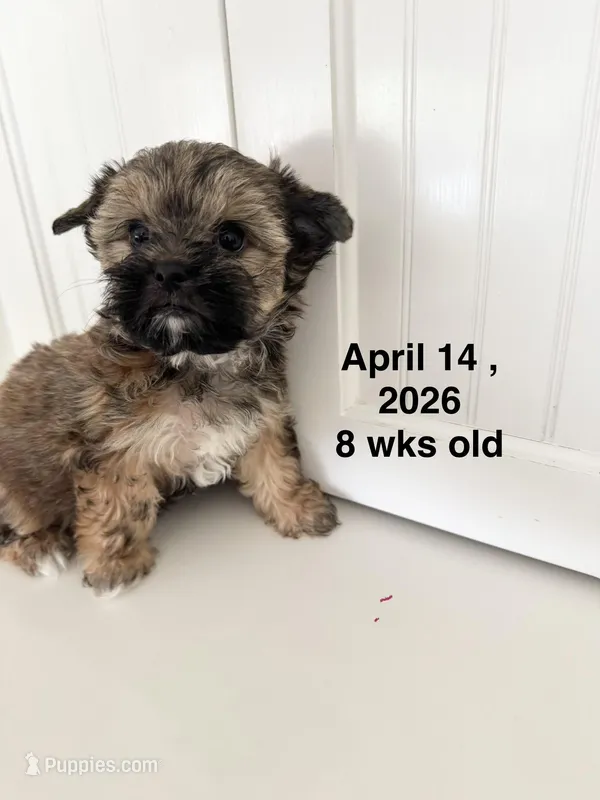 “Teddy”  Male T -Cup Price reduced  – Yorkshire Terrier puppy for sale in Fairhope, AL
