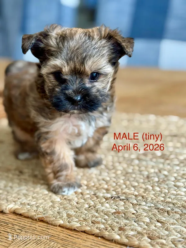“Teddy”  Male Yorkie - – Yorkshire Terrier puppy for sale in Fairhope, AL