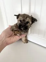 ( Pending ) Male T -Cup , a male Yorkshire Terrier for sale in Fairhope, AL – Photo 3 of 8