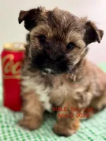 “Teddy”  Male T -Cup, a male Yorkshire Terrier for sale in Fairhope, AL – Photo 3 of 9