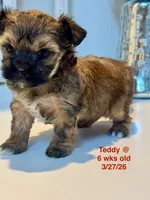 “Teddy”  Male Yorkie -, a male Yorkshire Terrier for sale in Fairhope, AL – Photo 3 of 8
