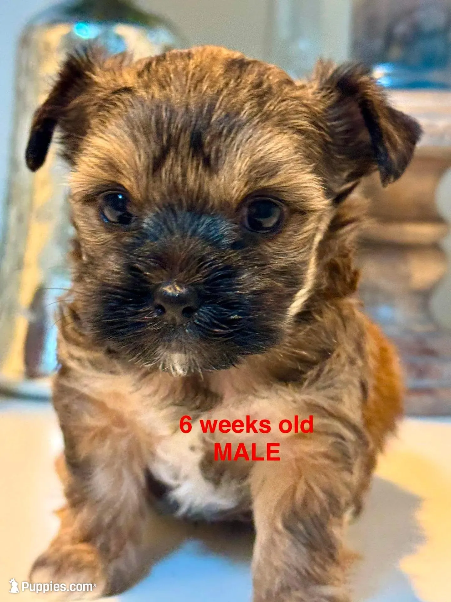 “Teddy”  Male Yorkie -, a male Yorkshire Terrier for sale in Fairhope, AL – Photo 2 of 8