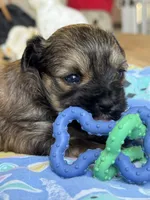 Male Yorkie - Brown , a male Yorkshire Terrier for sale in Fairhope, AL – Photo 5 of 6