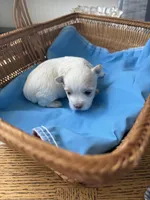 Male Yorkie, a male Yorkshire Terrier for sale in Fairhope, AL – Photo 3 of 3