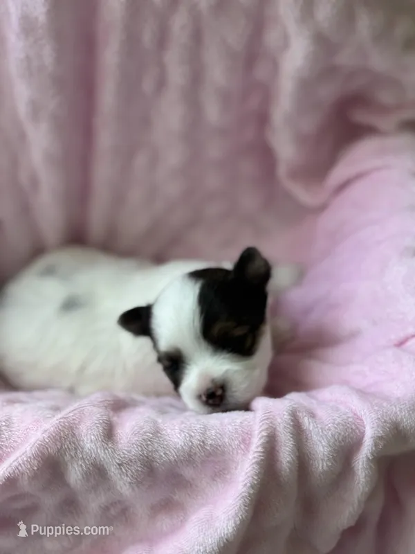 Tiny Baby Girl  – Yorkshire Terrier puppy for sale in Fairhope, AL