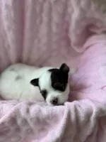 Tiny Baby Girl , a female Yorkshire Terrier for sale in Fairhope, AL – Photo 1 of 4