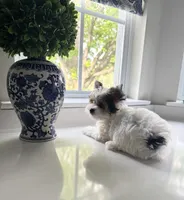  FEMALE  -SOLD , a female Yorkshire Terrier for sale in Fairhope, AL – Photo 3 of 9