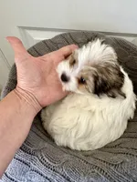  FEMALE  - Teacup size , a female Yorkshire Terrier for sale in Fairhope, AL – Photo 5 of 10