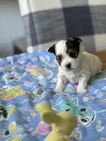 Tiny Baby Girl , a female Yorkshire Terrier for sale in Fairhope, AL – Photo 6 of 8