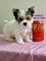  Mollie  - Teacup size , a female Yorkshire Terrier for sale in Fairhope, AL – Photo 1 of 9