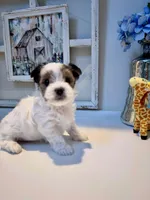 Tiny Baby Girl , a female Yorkshire Terrier for sale in Fairhope, AL – Photo 1 of 8