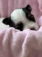 Tiny Baby Girl , a female Yorkshire Terrier for sale in Fairhope, AL – Photo 3 of 4