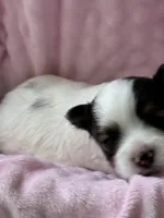 Tiny Baby Girl , a female Yorkshire Terrier for sale in Fairhope, AL – Photo 2 of 4