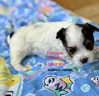 Tiny Baby Girl , a female Yorkshire Terrier for sale in Fairhope, AL – Photo 4 of 8