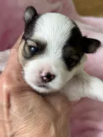 Tiny Baby Girl , a female Yorkshire Terrier for sale in Fairhope, AL – Photo 4 of 4