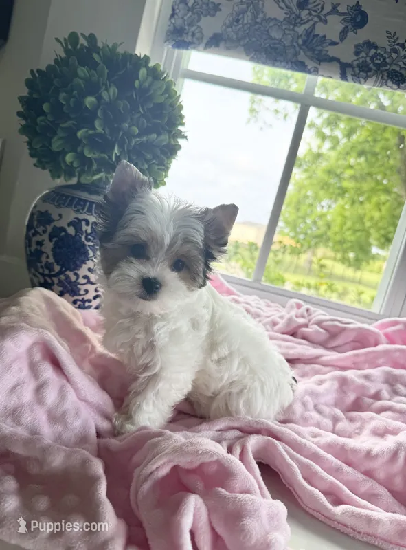  FEMALE  - Teacup size  – Yorkshire Terrier puppy for sale in Fairhope, AL